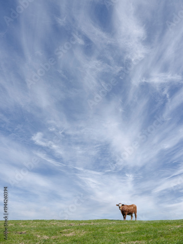 Cows in the meadow - Koeien in de wei, Flevoland province, The Netherlands