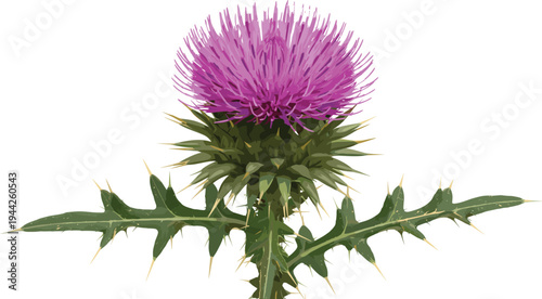 Purple milk thistle flower botanical illustration with prickly green leaves and sharp thorns isolated on white background.