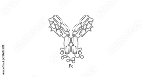 Detailed illustration of antibody structure.