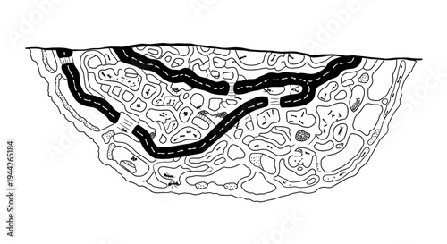 Detailed illustration of a cell nucleus.
