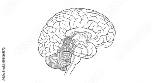 Human Brain Anatomy Medical Illustration.