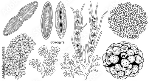 Various types of microscopic cell structures.