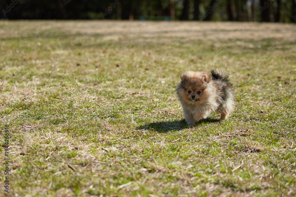 Obraz premium 春の公園で楽しく遊んでいるポメラニアンの子犬の様子