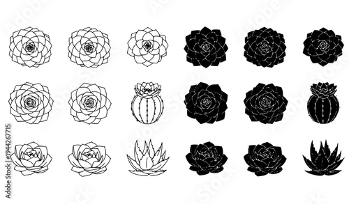Rosette Succulent Plant Icon Set Echeveria Cactus Flower Desert Botanical Outline and Silhouette Vector Collection