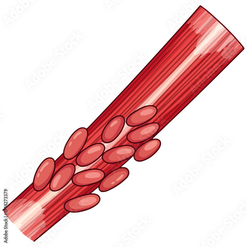 cartoon skeletal muscle fiber with red blood cells vector illustration