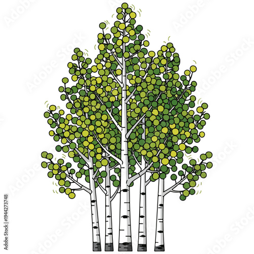 flat design aspen birch tree grove vector illustration