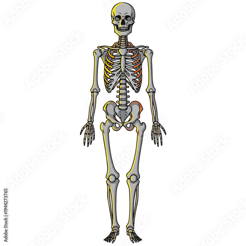 full body human skeleton anatomical cartoon vector illustration
