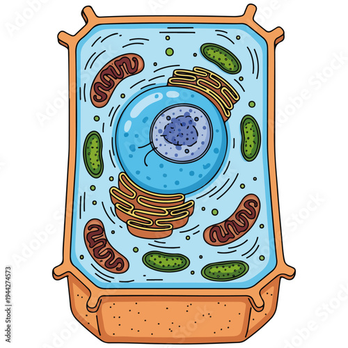 plant cell diagram vector illustration educational biology graphic