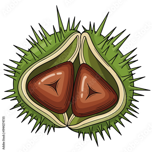 split open horse chestnut conker flat cartoon vector illustration