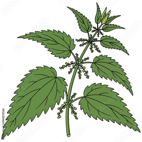 Stinging Nettle Plant Botanical Line Art Vector Illustration