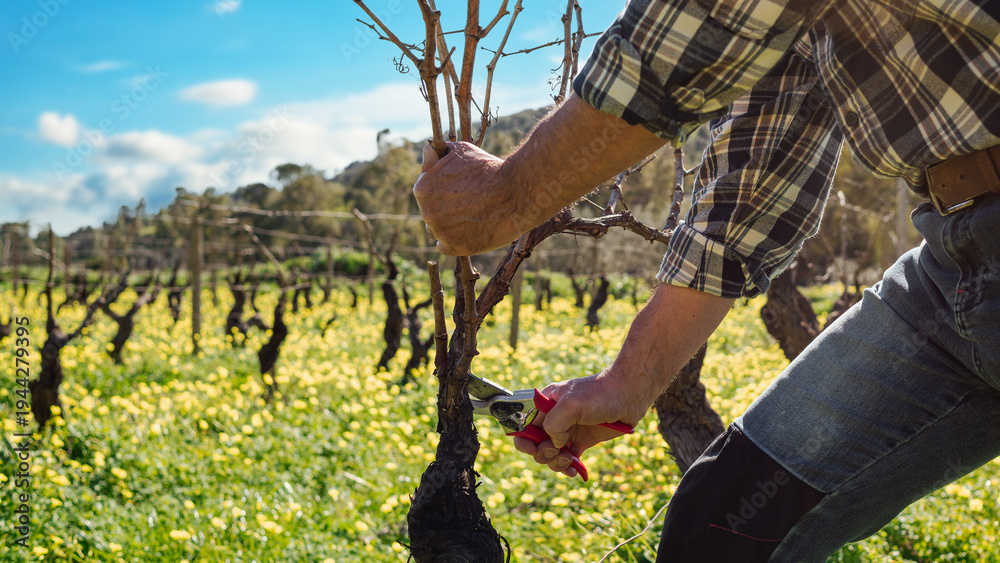 Naklejka premium Close-up of the hands of the winemaker pruning the vineyard with professional steel scissors. Traditional agriculture. Winter pruning, Guyot method.