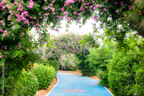 Rose Path: Blooming Flowers on the Trellis in a Splendid Spring Scene