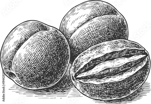 Detailed black and white illustration of pecans with shells, whole and opened, showing nut texture