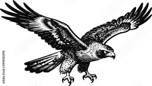 Majestic eagle with spread wings, flying bird of prey in black and white detailed illustration
