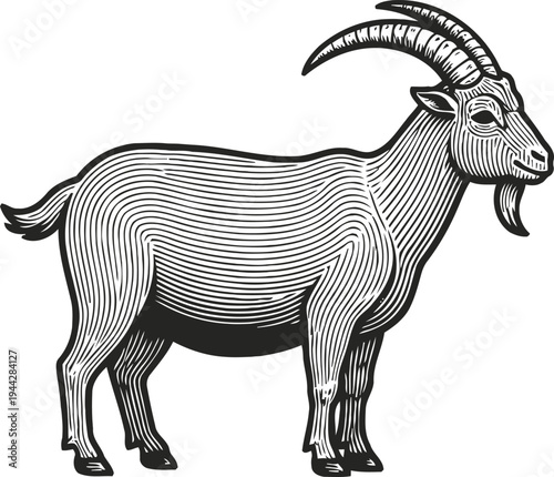 Black and white goat illustration with curved horns and detailed line art
