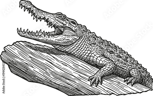 Alligator resting on a log with open mouth detailed black and white wild reptile illustration