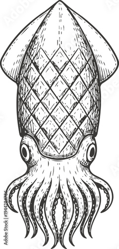 Detailed squid illustration with big eyes and textured body, underwater marine creature sketch