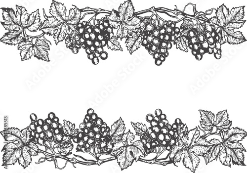 Vintage grapevine border with clusters of grapes and detailed leaves, elegant botanical design frame