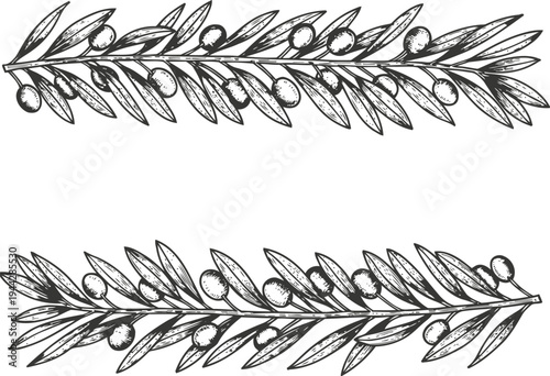 Elegant olive branches with leaves and fruit hand drawn botanical illustration in vintage for decoration and design