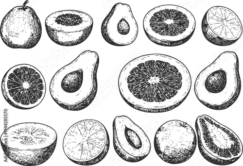 Hand drawn avocado and citrus fruit halves and slices vintage vector illustration of healthy natural food