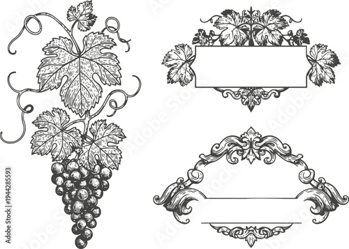 Vintage grapevine illustration and decorative ornamental labels with floral leaves design