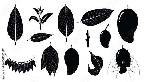 Mango leaf and fruit vector silhouettes on a white background