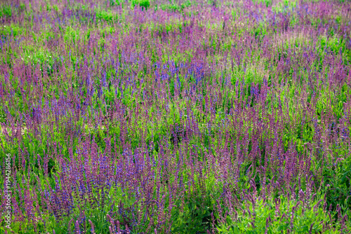 Purple Spikes with Fragrance: Natural Texture of Sage Flower Sea