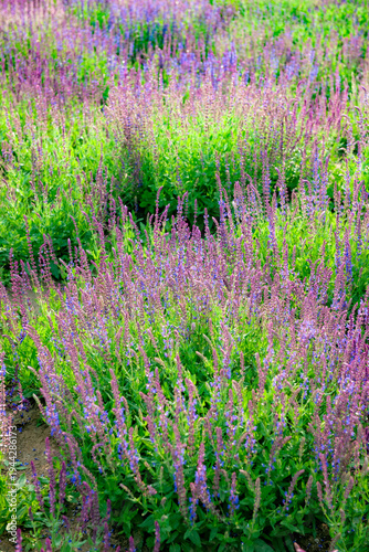 Purple Spikes with Fragrance: Natural Texture of Sage Flower Sea