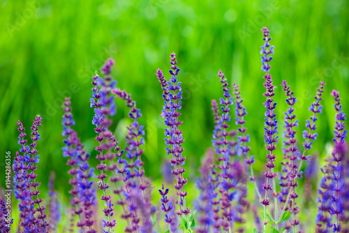 Purple Spikes with Fragrance: Natural Texture of Sage Flower Sea