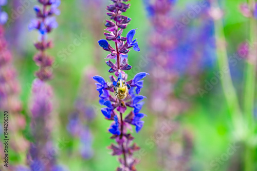 Purple Spikes with Fragrance: Natural Texture of Sage Flower Sea