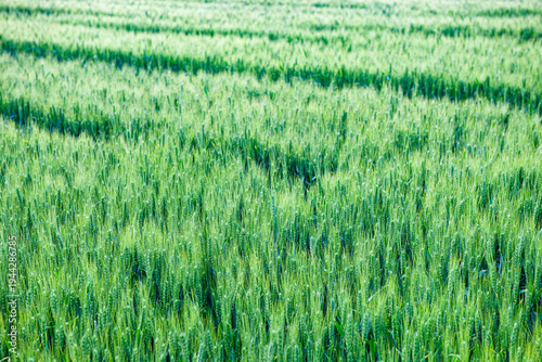 Green Wheat Ears: Vital Rhythm of Summer Wheat Field