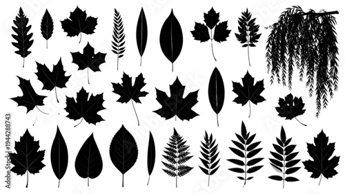 Collection of monochrome black silhouettes of various autumn leaves, including fern, ginkgo, maple, and oak leaves, with weeping willow branch, isolated on a white background