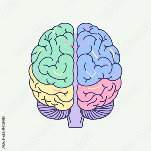 Human Brain Illustration with Colorful Hemispheres.
