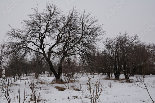 Winter landscape with snow covered trees. Trees in the snow in the winter. Winter scene, snow covered forest. Winter in the village
