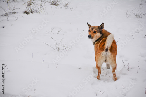 Cute red dog playing with a ball in the snow in winter. Dog in winter forest, dog pet walk. Dog portrait. Happy dog