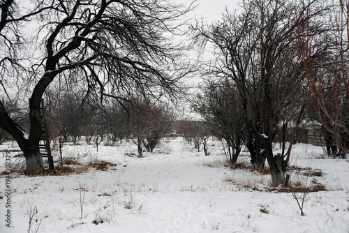 Winter landscape with snow covered trees. Trees in the snow in the winter. Winter scene, snow covered forest. Winter in the village