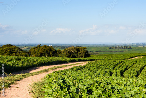 Soybean plantation in southern Brazil.