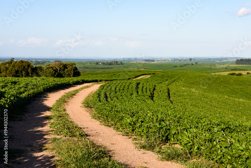 A dirt road winding through the middle of a soybean field. Sunny day.
