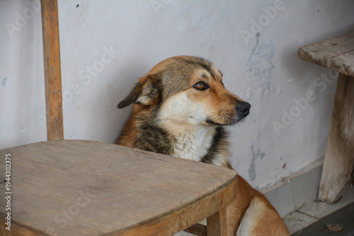 Cute red dog playing with a ball in the snow in winter. Dog in winter forest, dog pet walk. Dog portrait. Happy dog