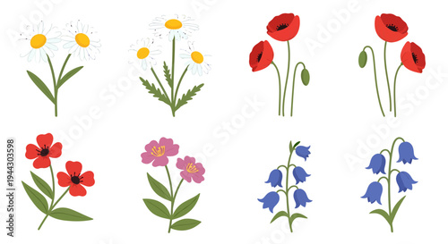 Wildflowers illustration, vector style graphic, spring season design, nature elements.