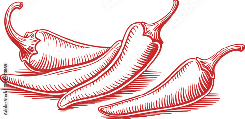 Red chili pepper botanical vector illustration featuring a detailed engraving style of spicy hot peppers isolated on a white background.