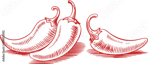 Red chili pepper botanical vector illustration featuring a detailed engraving style of spicy hot peppers isolated on a white background.