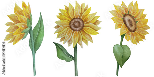 Collection of autumn elements. Fall compositions with pumpkins, maple leaves, sunflower, rye. Watercolor harvest thanksgiving day illustration. Hand painted illustration for design, print, halloween, 