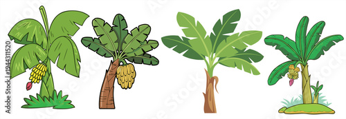 Set of various banana trees with green leaves and fruit, tropical exotic plants vector illustration isolated on white background for nature and food design