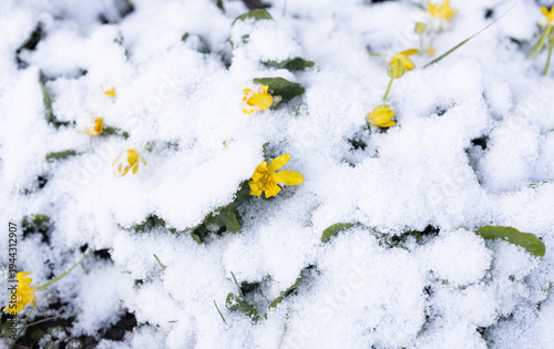 Yellow little flowers look out from under the snow after an unexpected spring snowfall. The awakening of nature in the spring season. Changeable weather. On the border between winter and spring