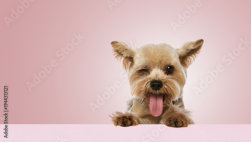 Φωτογραφία Yorkshire terrier peeking over table with tongue out and funny wink expression on pink background, perfect for pet food advertising, grooming branding and animal care marketing