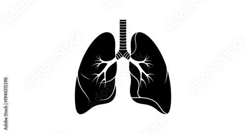 Human lungs with trachea and bronchi.