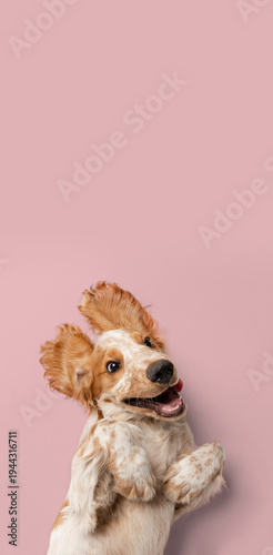 Brittany spaniel dog lying on back with playful happy expression on pink background, ideal for pet lifestyle advertising, veterinary marketing and animal care branding.