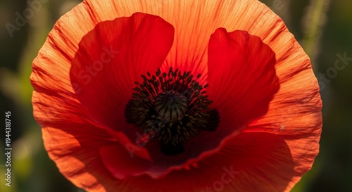 Red poppy flower sunlight
