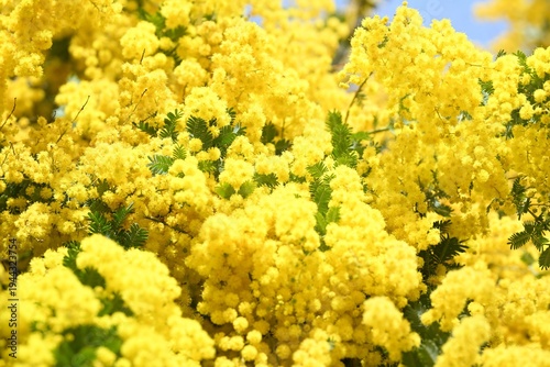 黄色いミモザの花